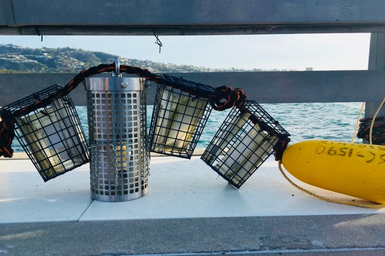 وضع الباحثون العينات في حاويات في المياه الساحلية على عمق حوالي 10 أمتار (سارة روير)