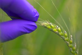Wheat is one of the world’s most important crops, but it is susceptible to diseases such as rust. © 2023 KAUST; Anastasia Serin.
