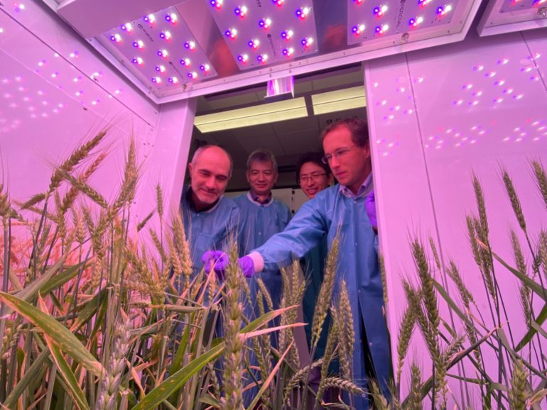 From left: Professor Brande Wulff, Guotai Yu, Yajun Wang and Professor Simon Krattinger collaborated to reveal new insights into wheat rust resistance. © 2023 KAUST; Anastasia Serin.