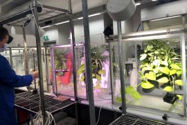 Plants remove cancer causing toxins from air CREDIT : University of Technology Sydney (UTS) WEP SITE