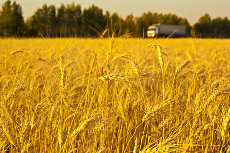 تدفع الظروف الجوية القاسية محصول القمح الشتوي إلى مرحلة أبعد من القدرة الفسيولوجية للنبات على التحمل