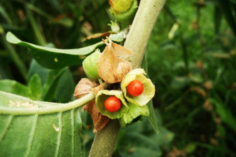 Withania somnifera, commonly known as Ashwagandha (winter cherry), is an important medicinal plant that has been used in Ayurved