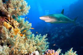 انخفضت أعداد أسماك قرش الشعاب المرجانية في جميع أنحاء العالم