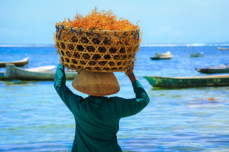 ظهر امرأة يحمل سلة من الأعشاب البحرية على رأسها في مزرعة الأعشاب البحرية في جزيرة نوسا بينيدا في بالي ، إندونيسيا