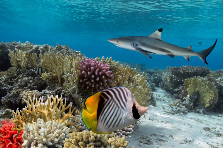 تحافظ أسماك قرش الشعاب المرجانية على الحيوانات العاشبة تحت السيطرة (شترستوك)