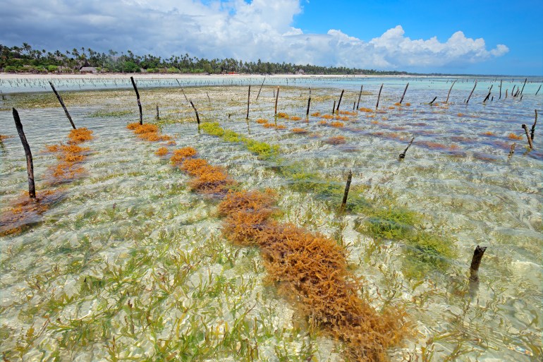 تتيح زراعة الأعشاب البحرية فرصا غير مسبوقة لمعالجة مشكلة الجوع وتغير المناخ. (شترستوك)