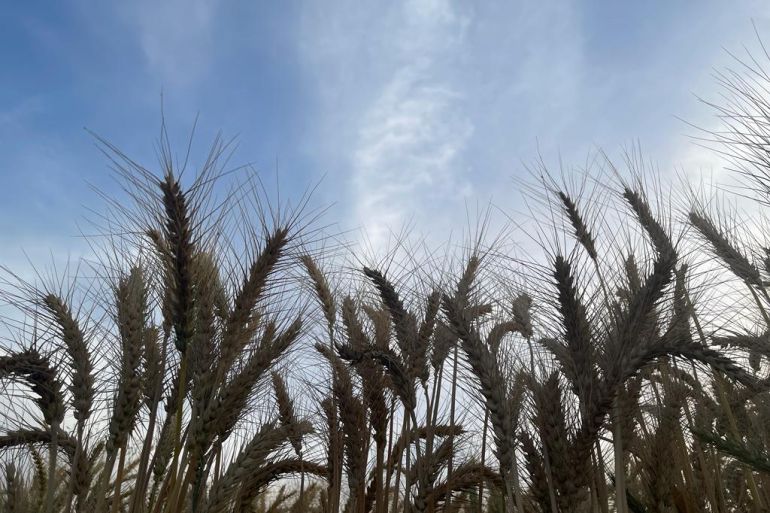 مصر تجمع كميات أقل القمح المحلي هذا الموسم رغم زيادة أسعار التوريد (مراسل الجزيرة نت)