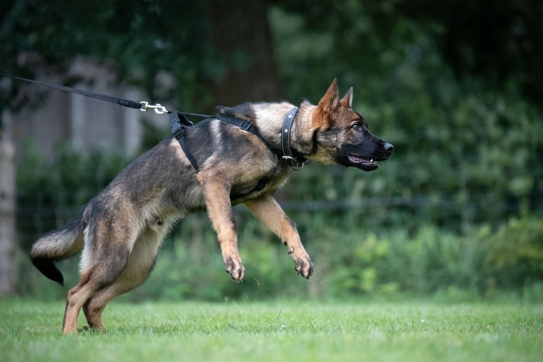 German shepherd dog protection; Shutterstock ID 1119045764; purchase_order: aljazeera ; job: ; client: ; other:
