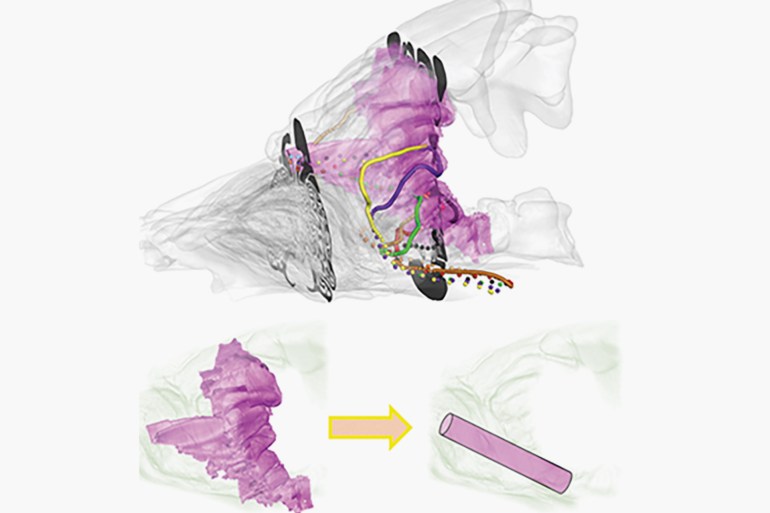 المسارات المتوازية لجزيئات الرائحة في منطقة الشم بأنف القط (النقاط الملونة).