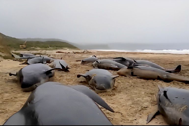 Just arrived at Stornoway to investigate what seems to be the largest fatal mass #stranding event we've had in Scotland for decades. Over fifty #PilotWhales sadly confirmed dead. CREDIT : The Scottish Marine Animal Stranding Scheme (SMASS) ON TWITTER
