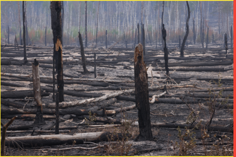 JUTERBOG, GERMANY - JUNE 08: Charred trees stand during a forest fire on June 08, 2023 near Juterbog, Germany. Because the forest is on the former grounds of a military training area and laden with unexploded munitions firefighters are only able to fight the fire from the periphery. So far the blaze has consumed over 650 hectares. (Photo by Sean Gallup/Getty Images)
