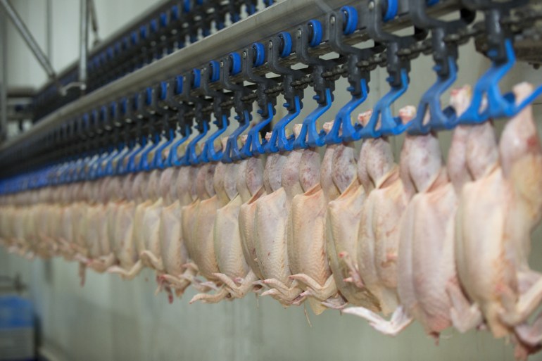processing factory chicken