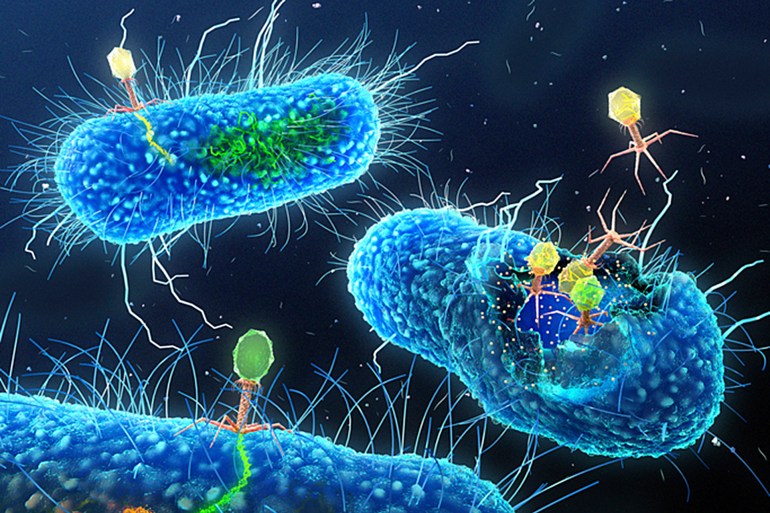 تتعرض البكتيريا لهجوم دائم ومستمر من الفيروسات (غيتي)