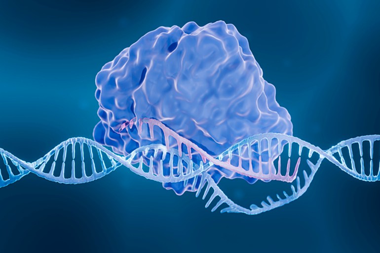 أنزيمات نظام "فانزور" تعتمد على آليات توجيه تستند إلى الحمض النووي الريبي لاستهداف وقطع الحمض النووي (غيتي)