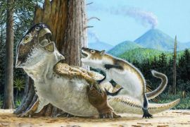 CAPTION Illustration showing Repenomamus robustus as it attacks Psittacosaurus lujiatunensis moments before a volcanic debris flow buries them both, ca. 125 million years ago. CREDIT Michael Skrepnick