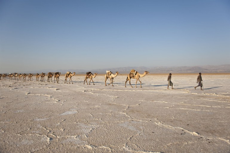 Camels transporting salt - stock photo Transporting salt from Hamed Ela to Assabole
