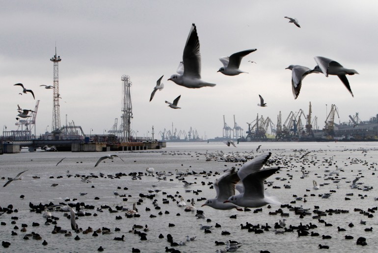 Migrating birds are seen near the waters of the port in the town of Ilyichevsk in Odessa region, February 5, 2012. The water area was specially cleared of ice for thousands of migrating birds, such as ducks, seagulls and swans, which fly during winter to the Black Sea port, according to local media. REUTERS/Yevgeny Volokin (UKRAINE - Tags: ANIMALS ENVIRONMENT TPX IMAGES OF THE DAY)