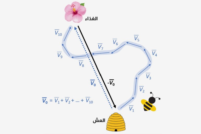 الحساب والرياضيات موجودين في أسس بناء الكون وسلوك الكائنات Bees can integrate their zig-zag flight path to calculate the straightest route back to the hive. Nicola J. Morton, CC BY-SA المصدر: موقع The Conversation الصحافة الأسترالية