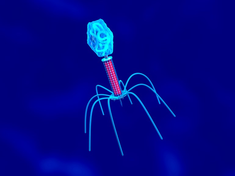 3D rendered Illustration of a anatomically correct convergence to a Bacteriophage, a Virus that replicates within a Bacterium.