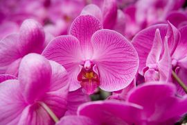 Orchid ( Orchidaceae) at Flower Market, Kowloon, Hong Kong, China, North-East Asia - stock photo North-East Asia, China, Hong Kong, Kowloon