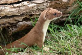 A closeup of a stoat weasel coming out from under an old log. Cautiously looking alert and to the right inquisitive manner