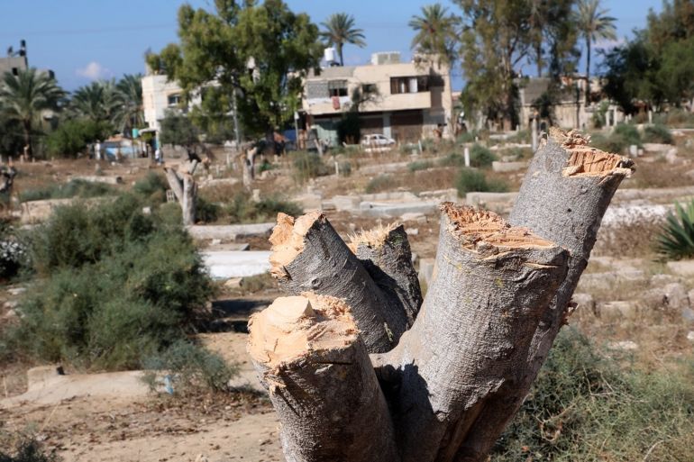 الصورة 1: شجرة معمرة في مقبرة دير البلح فقدت سيقانها بفعل ضربات فؤوس الحطابين الجدد