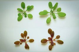 نبات يتحول لون أوراقه الخضراء إلى الأحمر الزاهي عند وجود مواد كيميائية سامة من حوله (جامعة كاليفورنيا ريفرسايد)