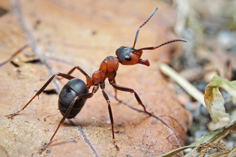 صمم العلماء شبكة عصبية اصطناعية تحاكي أسلوب النمل، تسمح من خلالها تحليل الصور وتتذكر الطرق المثلى للانتقال بين هذه البيئات المعقدة.
