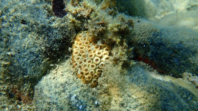 Stony coral cushion coral (Cladocora caespitosa) undersea, Aegean Sea, Greece, Halkidiki