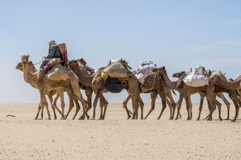 A camel caravan of Toubou nomads, the Sahara desert of Chad.
