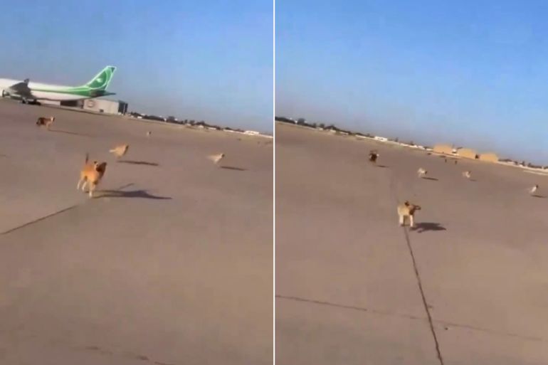 وزارة النقل العراقية قالت إن مقطع الكلاب السائبة في مطار بغداد يعود إلى عام 2022
