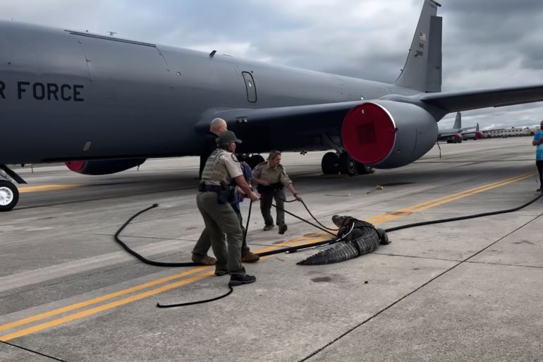 تمساح ضخم يتسلل إلى قاعدة جوية في ولاية فلوريدا المصدر: MacDill Air Force Base - قاعدة ماكديل الجوية عبر الفيسبوك