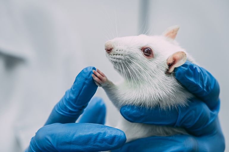 A,White,Laboratory,Rat,In,The,Hands,Of,A,Scientist