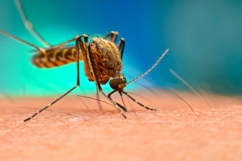 أحد أكثر مصادر القلق المرتبطة بنواقل الأمراض وتغير المناخ هو مرض الملاريا