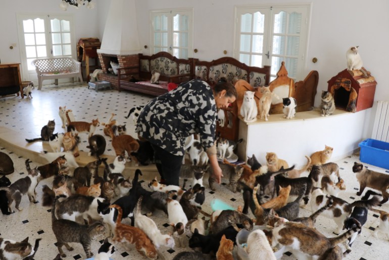 هدى بوشهدة (43 سنة)، التي تسكن مدينة الحمامات السياحية شرق تونس، تقوم بإعداد وتوزيع الطعام على القطط والكلاب. عشرات القطط والكلاب تلتف حولها في انتظار نصيبها من معكرونة بسمك السردين، فيما تنادي هدى عليها بأسمائها، مثل القط "سلطان" والكلب "كاتوشا"، فتلبي الحيوانات نداء مربيتها. ( Mohamed Mdalla - وكالة الأناضول )